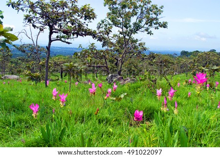 Wild siam tulips blooming in the jungle in Chaiya phoom, Major tourist attraction of the Chaiyaphum Provincial.