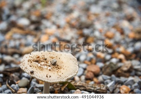 Rocks on the mushroom