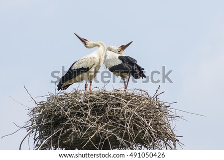 a couple of storks in the nest
