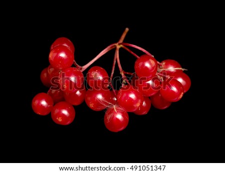 red viburnum berries isolated black