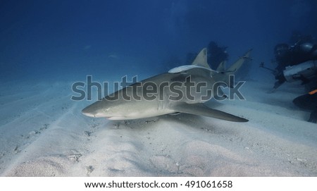 Lemon shark underwater at Tiger Beach Bahamas 