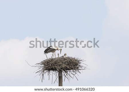 the stork in the nest
