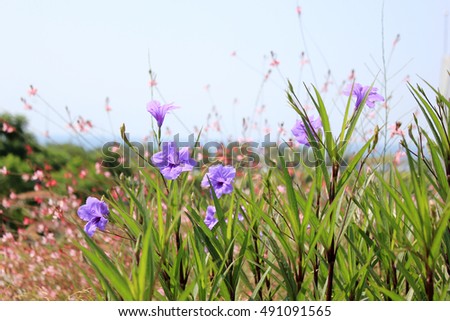 Wildflowers on the blue sky background.
