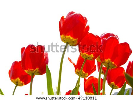 red tulips  on the white background