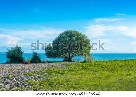 Large green tree on the blue Lake Issyk-Kul, Kyrgyzstan. 