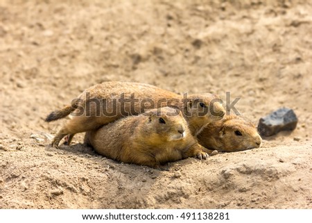 three meerkats lying together