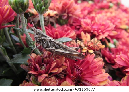 grasshopper insect in the flowers
