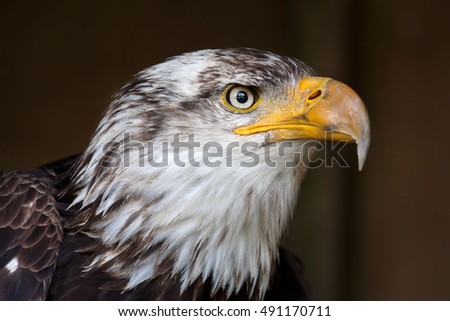 Closeup of an Adult american bald eagle in Canada