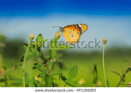 Close up of The Plain Tiger butterfly on Flower. Danaus chrysippus
