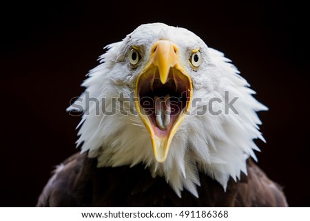 photo of an American Bald eagle with open beak
