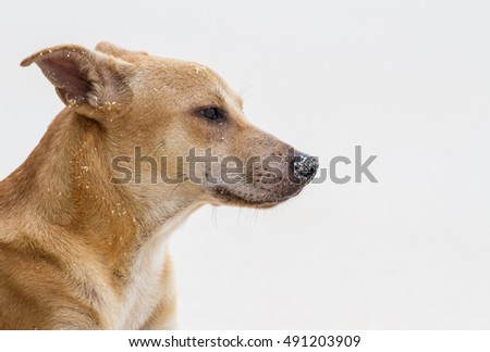 Dog with sand