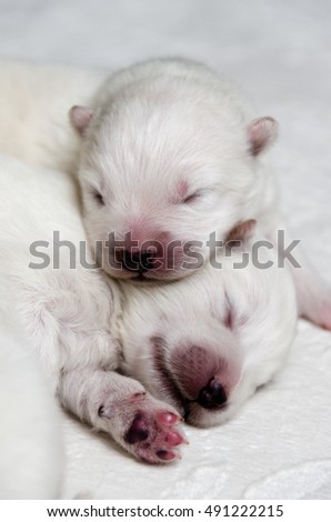 newborn puppies Samoyed