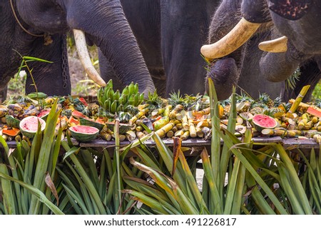 Elephants eating buffet of fruit in nation Thai elephant day