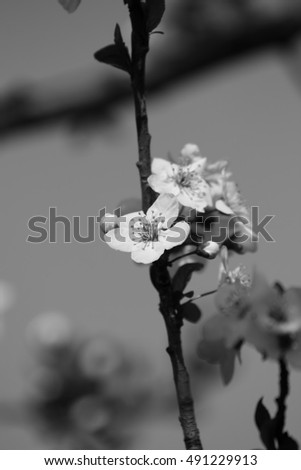 fruits blossom, black and white
