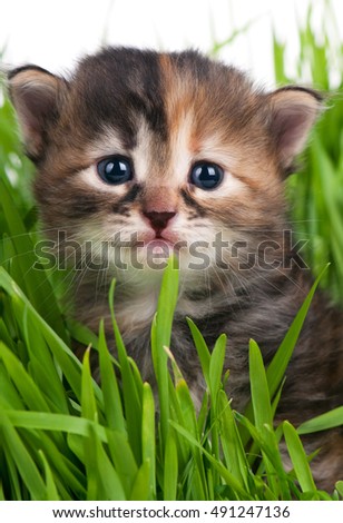 Cute little kitten in the bright green grass over white background