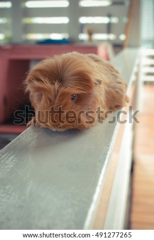 Guinea pig sitting at wooden balcony.