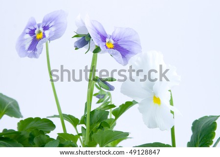 Beautiful pansies on a blue background