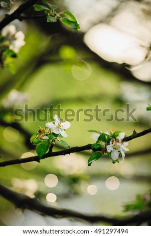 gentle spring flowering trees in the green garden