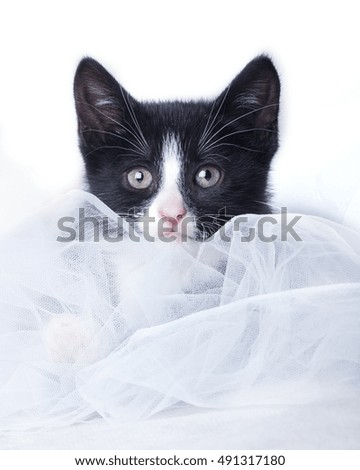 black kitten on a white background in the fabric