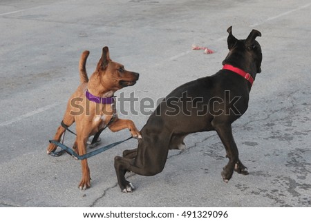 Cute shelter dogs playing