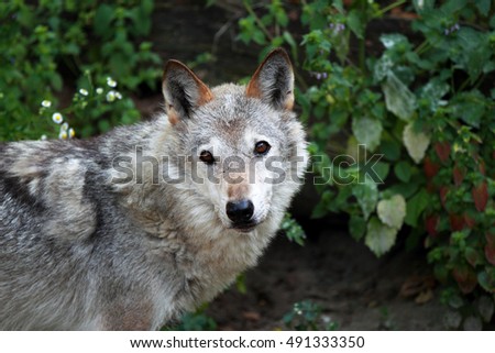 A young gray wolf close-up on a background of plants