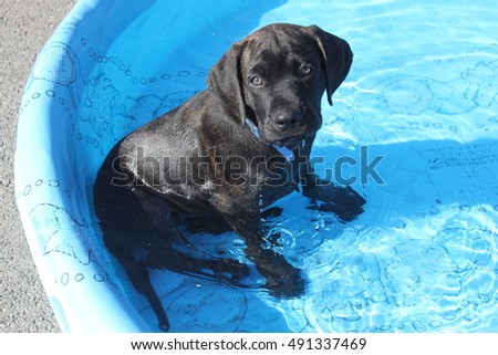 Cute Cane Corso mastiff puppy in the pool