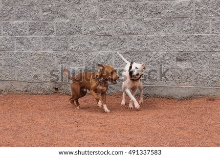 Cute dogs playing