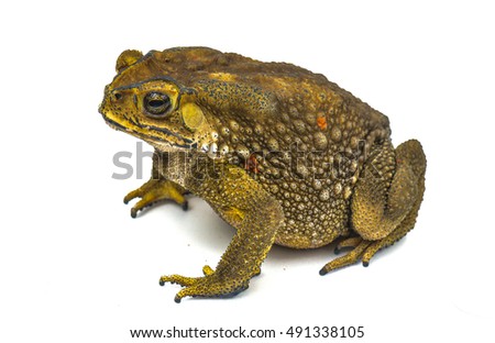 Toad Isolated
 Royalty-Free Stock Photo #491338105