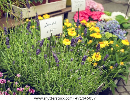 Lavender flowers on flowerbed in shop with price tag