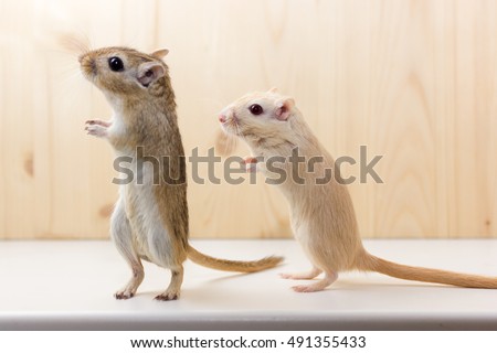 Fluffy baby of gerbil on neutral background