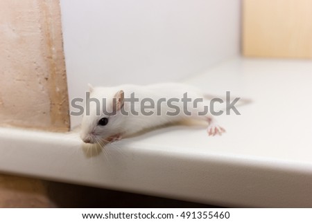 Fluffy baby of gerbil on neutral background