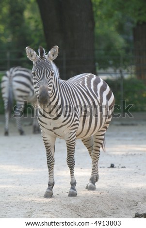 Lonely zebra in zoo. Picture taken in Berlin, Germany - oldest zoo in Europe