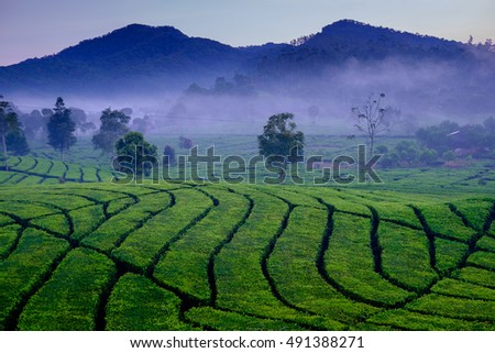 Misty morning on the mountain  and tea plantation view at around ciwidey, Bandung West Java, Indonesia Royalty-Free Stock Photo #491388271