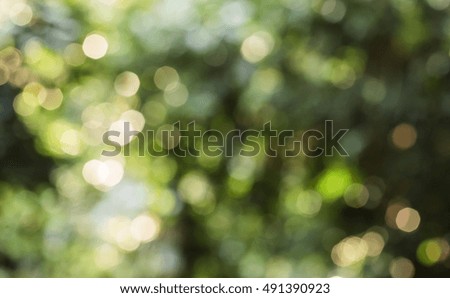 morning light  bokeh light Light through the leaves nature background light blur Striped branches Green Dam blur Picture 