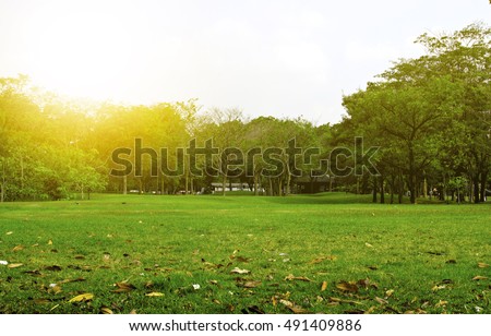Green park and tree in garden under sunset background. exercise and relax.  Royalty-Free Stock Photo #491409886