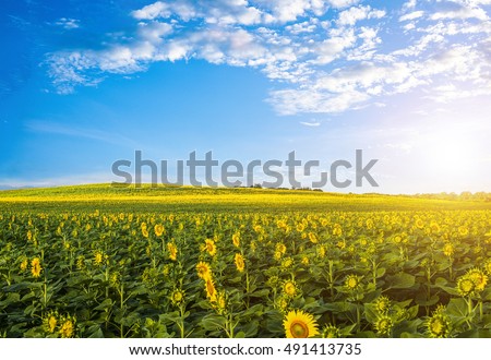 Sunflower.Sunflower field with cloudy blue sky
