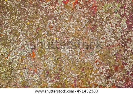 Old rusty metal plate texture, with lichen and moss, top view