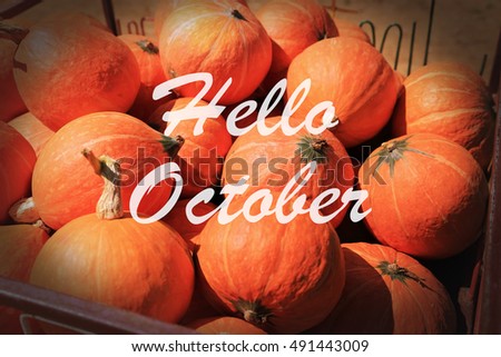 Typographic words Hello October on the rustic background of harvest giant pumpkins.
