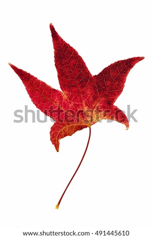 Red leaf of Liquidambar styraciflua.
Red leaf of Liquidambar on a white background
