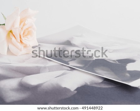 Pink rose in autumn on white background / Along with the blurred image of the printed monotone roses