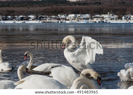 white swan flap wings in yamanaka lake, japan