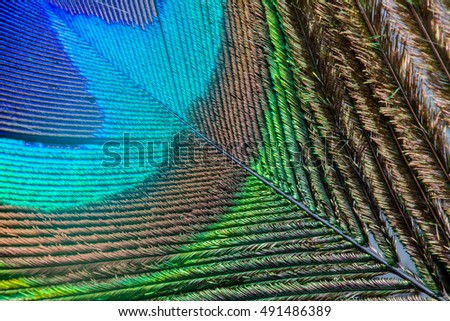Close up pattern of peacock feather 