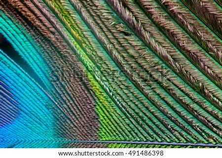 Close up pattern of peacock feather 