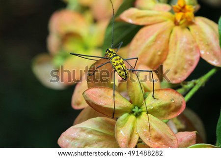 Long-horned Beetle in Southeast Asia.