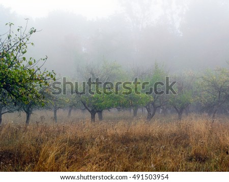 fog in apple orchard, morning