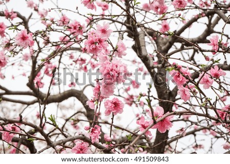 nice pink composition of sakura