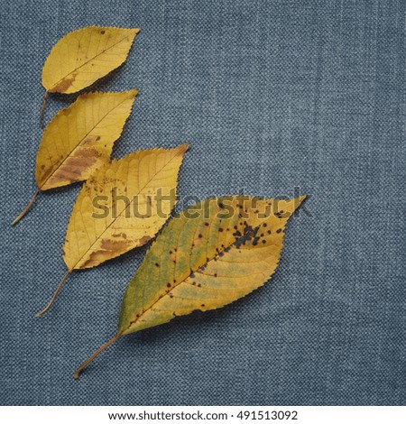 Dry cherry leaves on a blue background