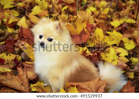 Little dog in a autumn landscape. Beautiful dog among yellow leaves, portrait.
