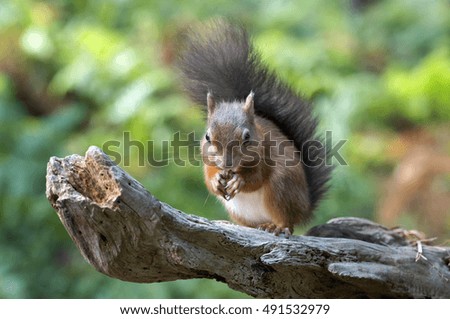 Red Squirrel on Log