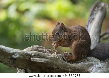 Red Squirrel on Log